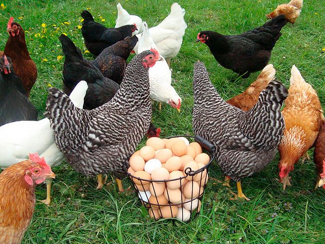 Содержание кур и уход за ними | ЗооТом - продажа, вязка и услуги для животных в Светлом