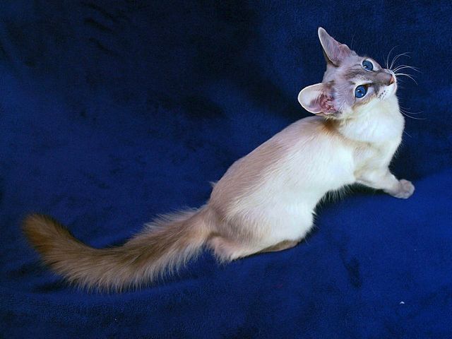 Выведенные породы кошек в Светлом | ЗооТом портал о животных